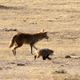 Imagen para el artículo titulado Parece una película de Pixar, pero es real: los coyotes y los tejones cazan en equipo